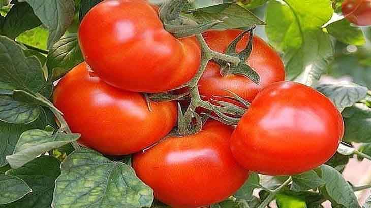 Когда и как высаживать рассаду помидор, перца и баклажан в открытый грунт
