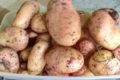 Описание самых вкусных и плодородных сортов картофеля