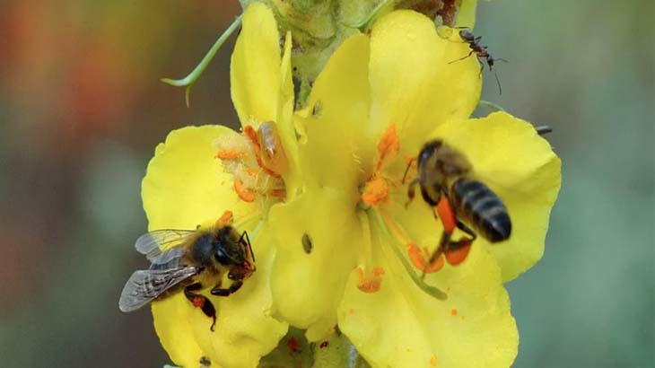 Пчелы и муравей на цветке