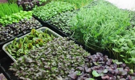 Микрозелень — как выращивать в домашних условиях