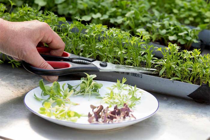 Пошаговая технология выращивания микрозелени